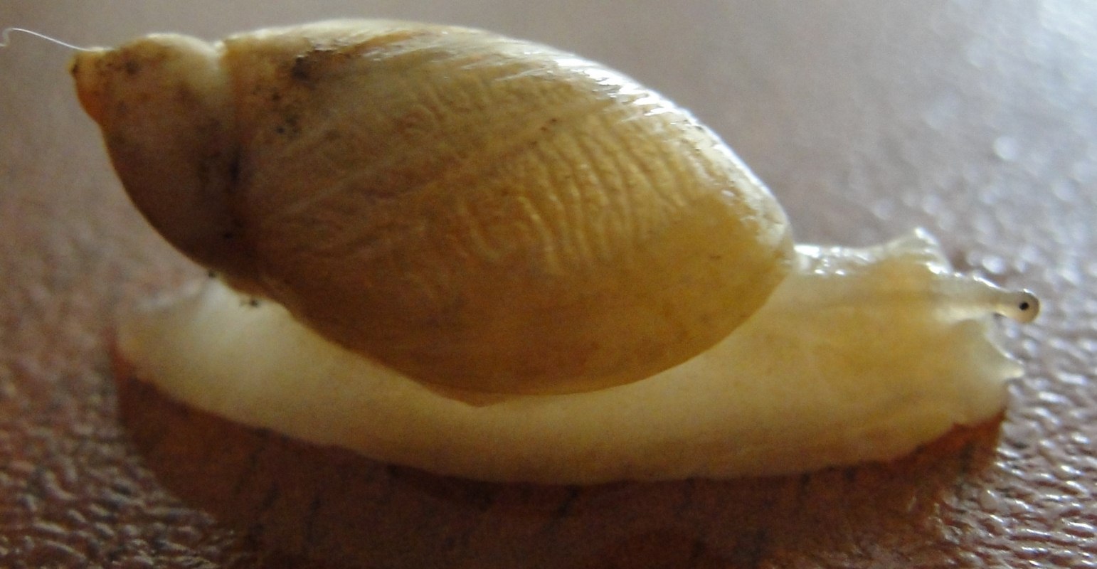 Succineidae (Colombia)